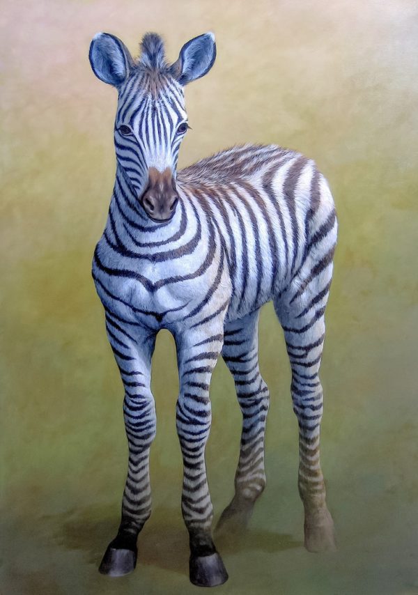 Zebra
