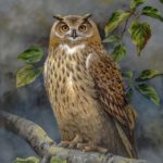 Eagle Owl