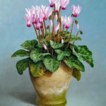 Cyclamens