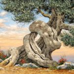 Olive Tree