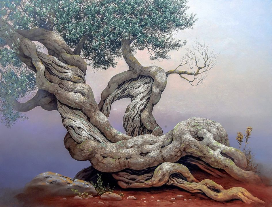 Olive Tree - Ulivo