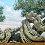 Olive Trees